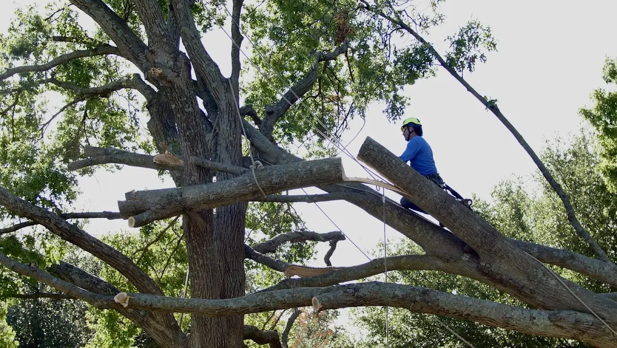 Professional Hazardous Tree Removal performed by certified arborists in Montebello